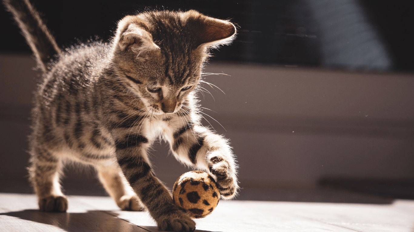 Kitten playing with a spotted toy on a dark background