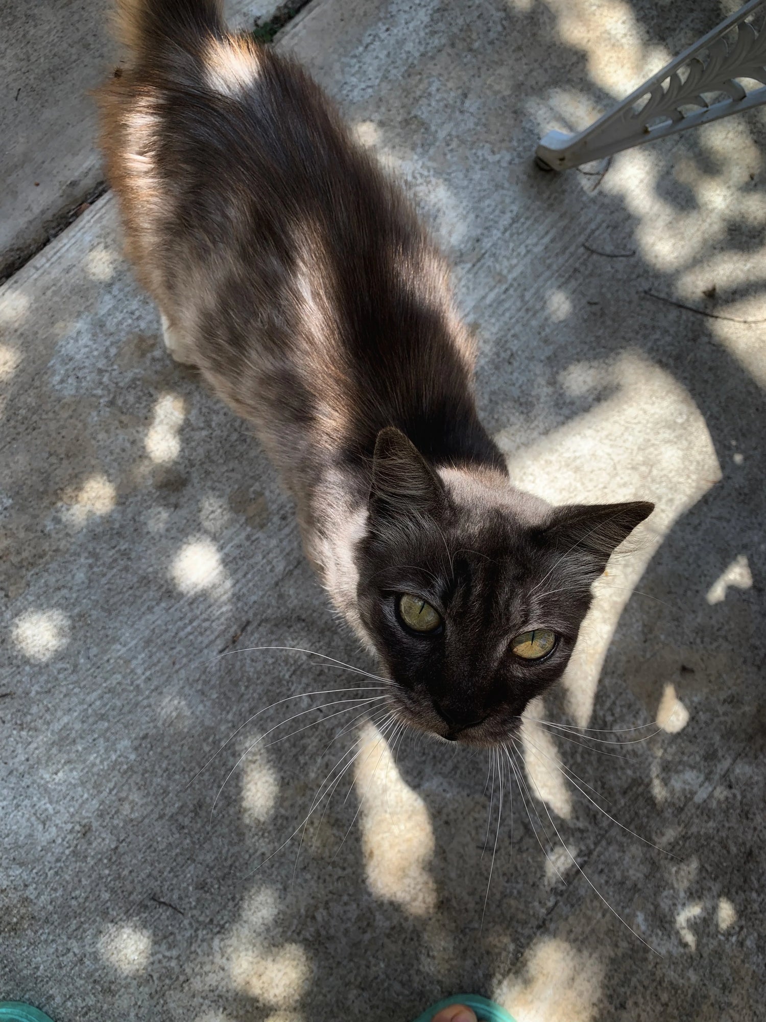 Stray pregnant cat looking for love.