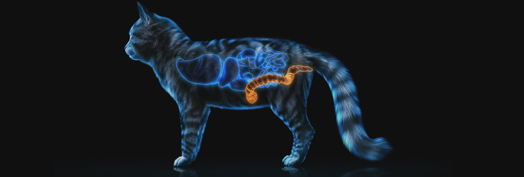 Animated x-ray style cat showing internal organs, with the digestive tract highlighted.