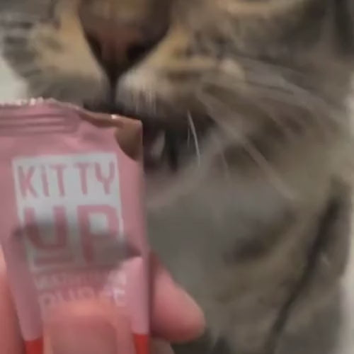 Video of a tabby cat licking Kitty Up multivitamin puree 
